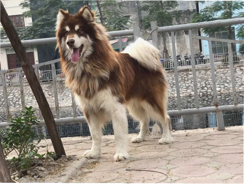 Chó alaska nâu đỏ cực kỳ sang trọng