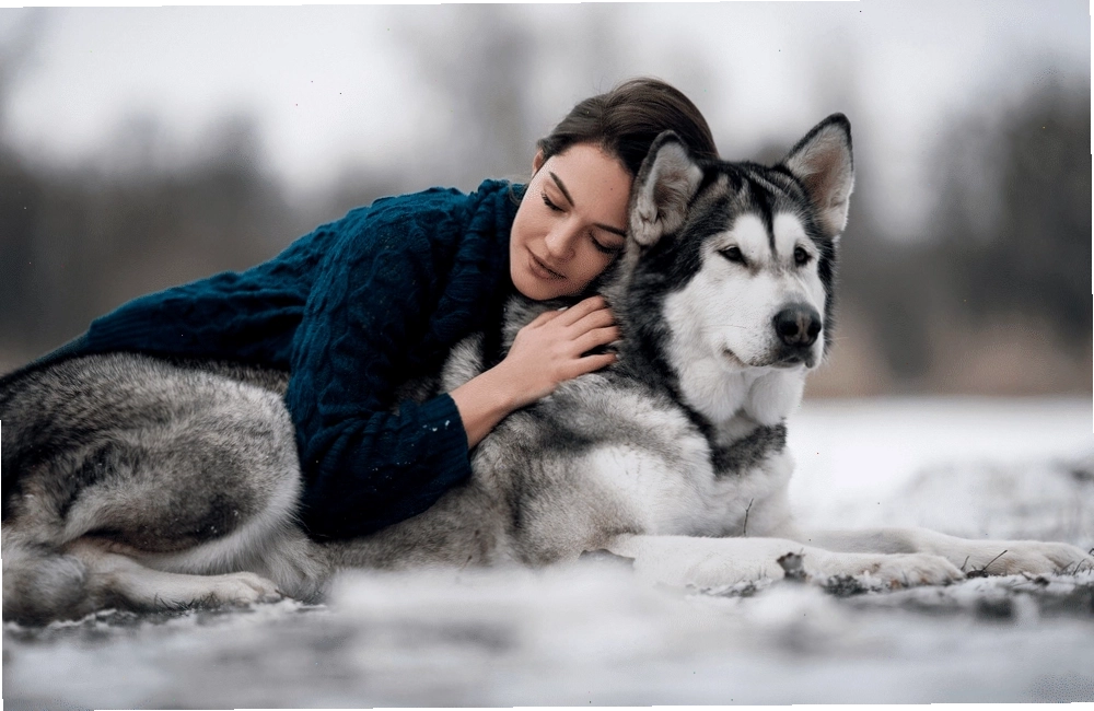 Chó Alaska rất trung thành và là người bạn đồng hành tuyệt vời