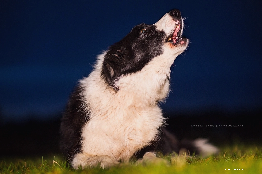 Chú chó Border Collie đang tru lên trong đêm