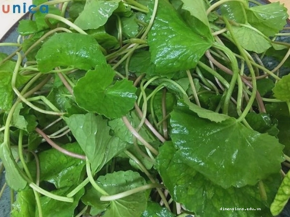 Chữa ù tai bằng rau má và các bài thuốc tự nhiên