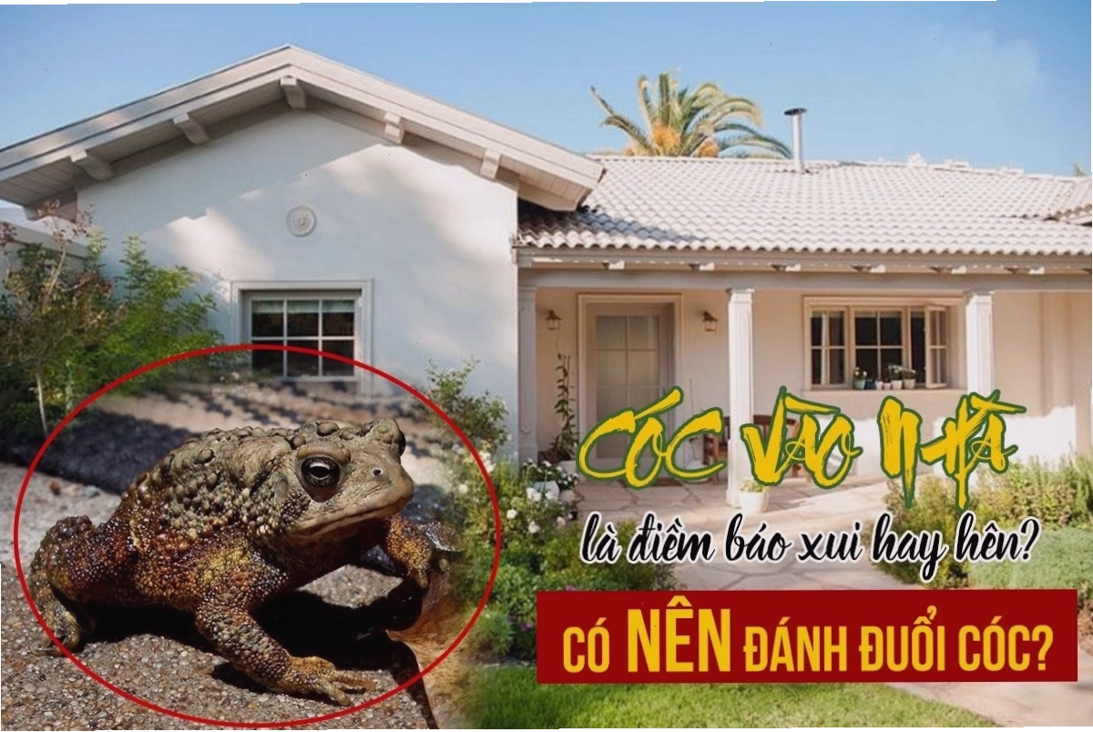 Cóc vàng vào nhà mang ý nghĩa tài lộc và may mắn