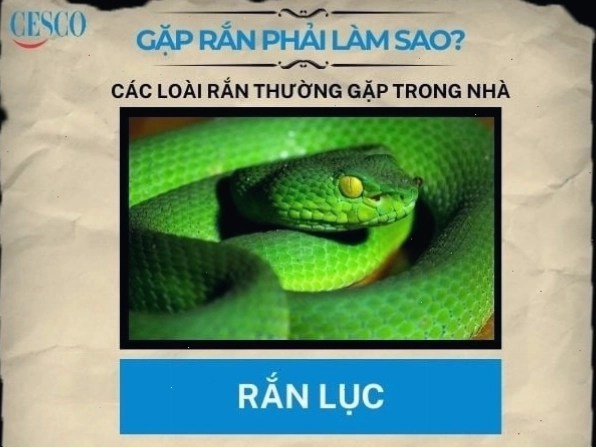 Con rắn xanh nhỏ bé đang bò trên cành cây