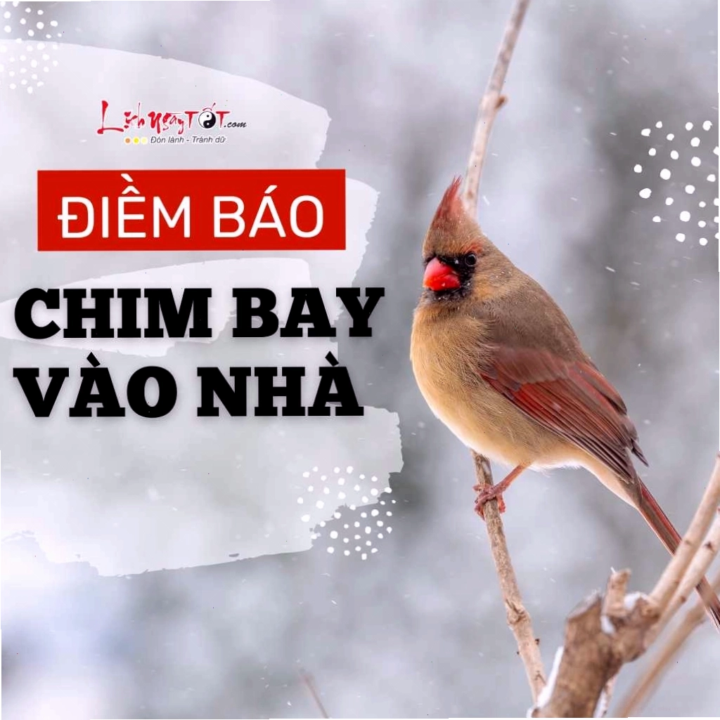 Dấu hiệu chim bay vào nhà và ý nghĩa tâm linh của chúng