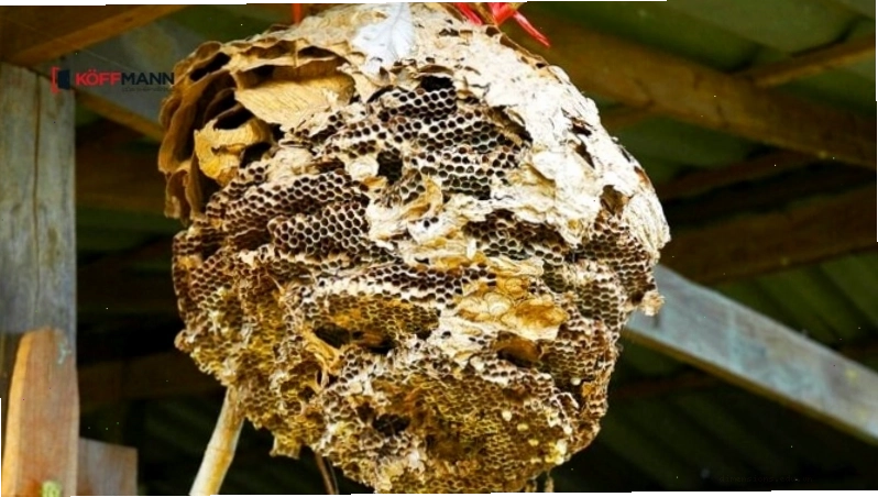 Di dời tổ ong mật an toàn