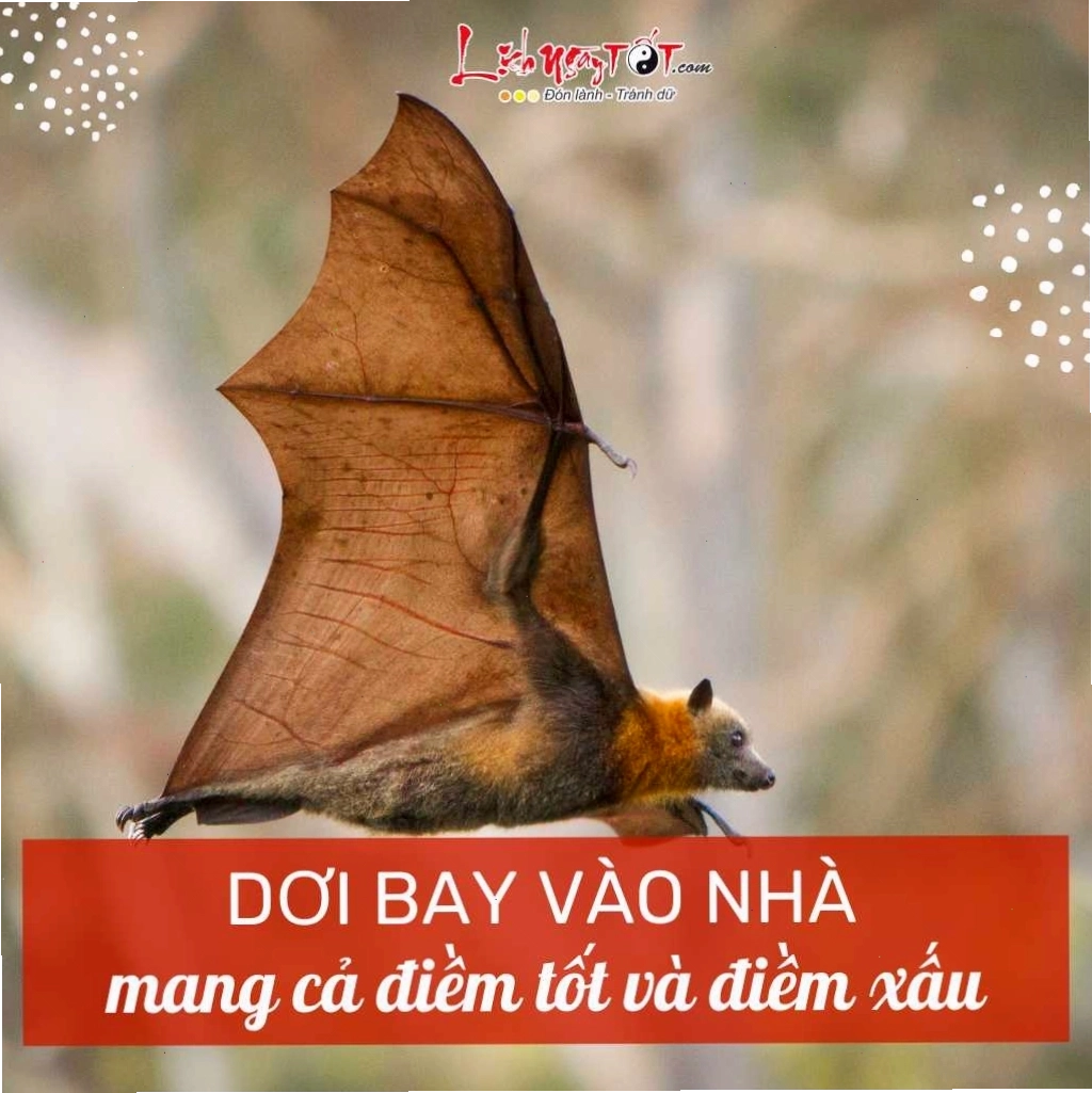 Điềm báo khi con cò trắng hoặc các loài chim khác bay vào nhà