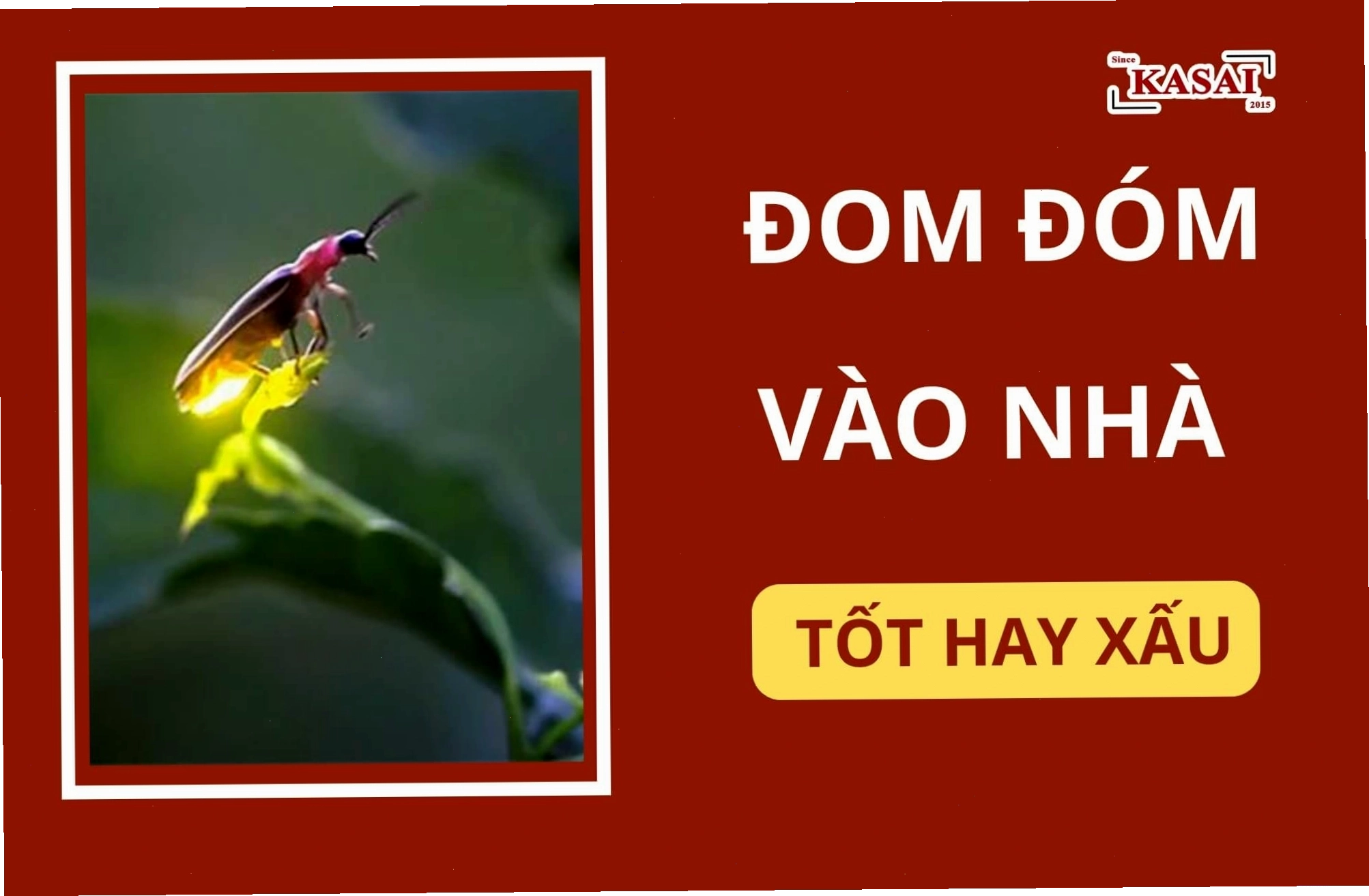 Đom đóm bay vào nhà, tượng trưng cho điềm báo tốt lành và may mắn