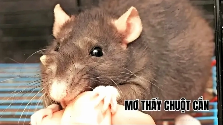 Giải mã giấc mơ thấy chuột cắn vào tay và điềm báo