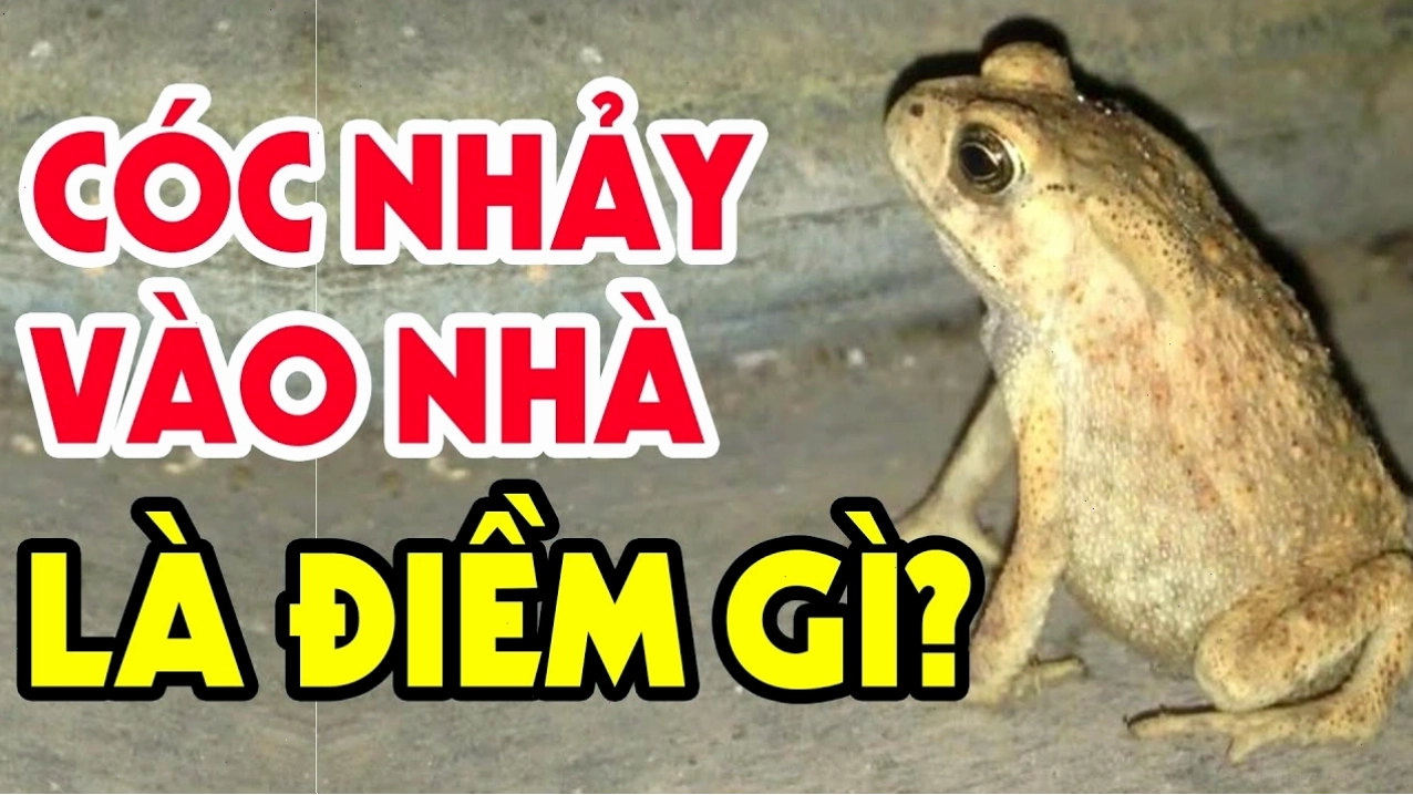 Giải mã hiện tượng cóc vào nhà là điềm gì? Tốt hay xấu?