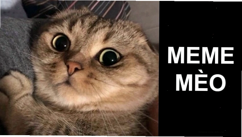 Hình ảnh meme mèo với đôi mắt tròn xoe