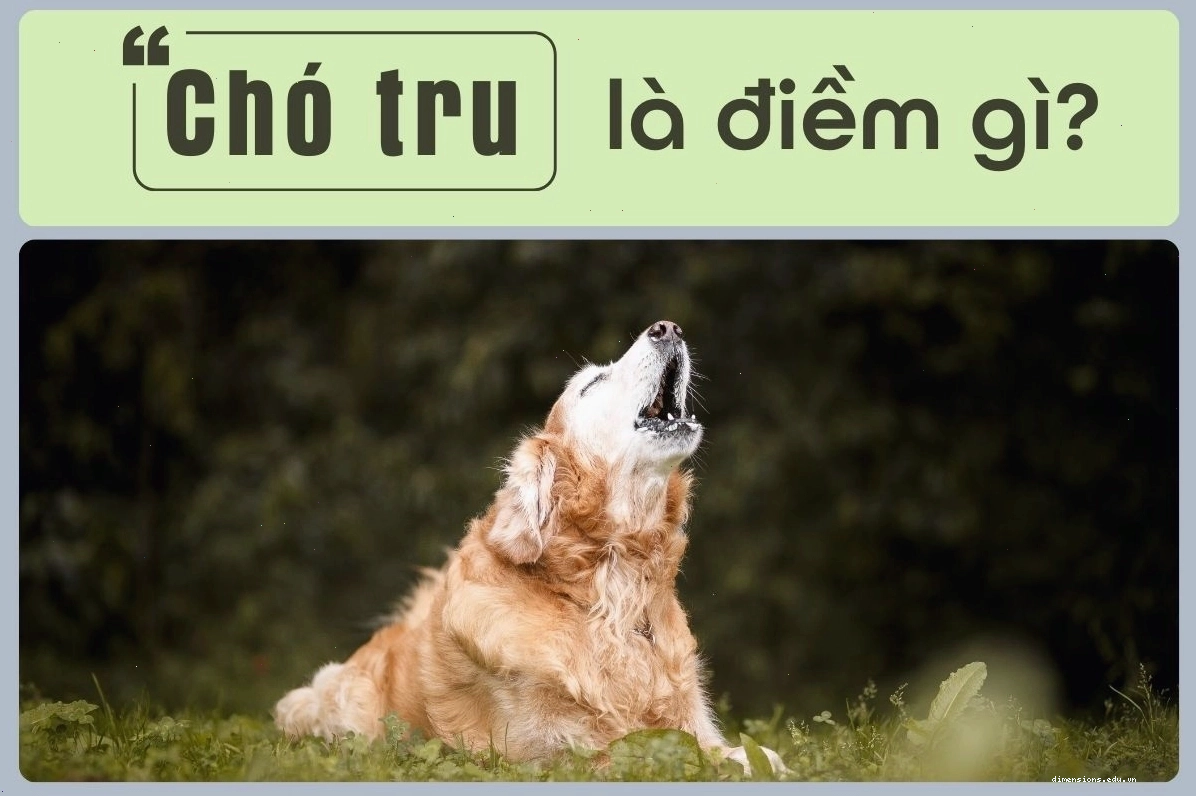 Hình ảnh minh họa chú chó đang tru lên dưới ánh trăng