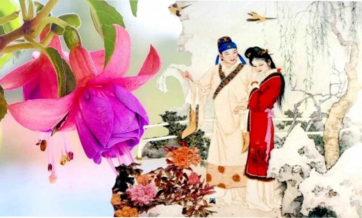 Hình ảnh minh họa về câu nói dân gian liên quan đến hoa râm bụt