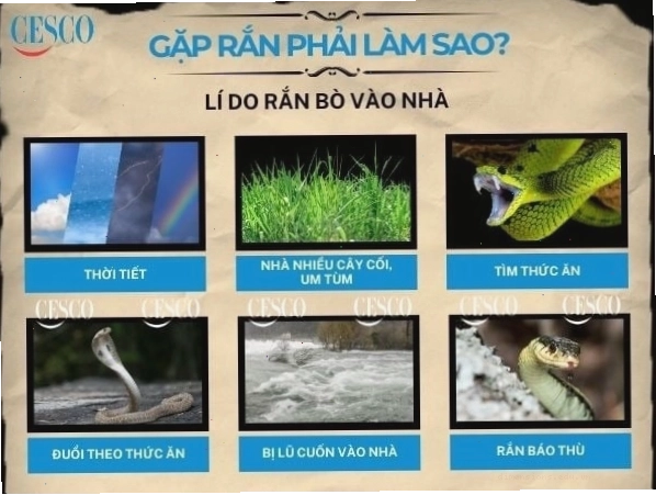Hình ảnh một con rắn, có thể là rắn cạp nia, đang bò trên mặt đất