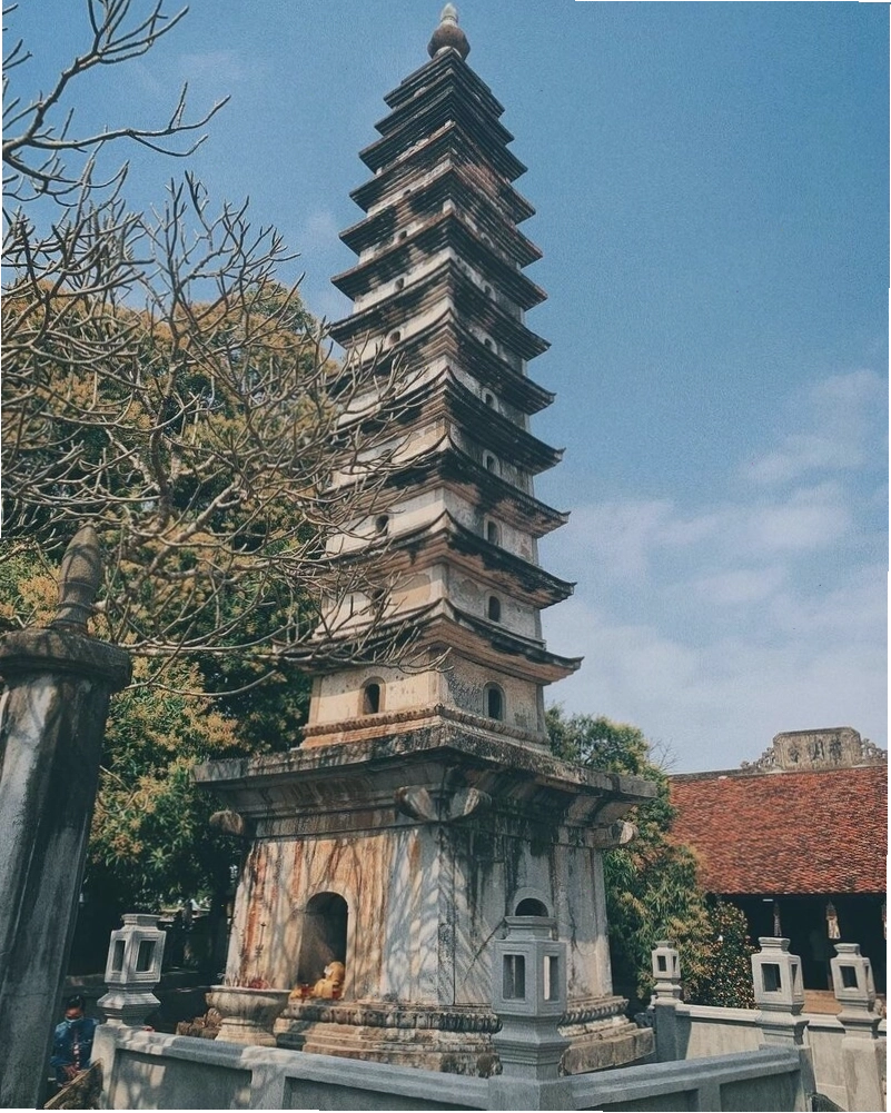 Hoa Mai Vàng nở rộ trên núi Yên Tử