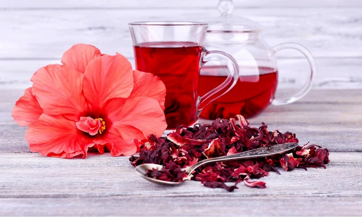 Hoa râm bụt nở rộ bên hàng rào, mang vẻ đẹp dân dã