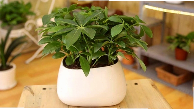 Hướng dẫn cách trồng cây ngũ gia bì