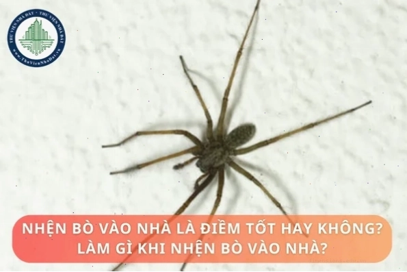 Hướng dẫn cách xử lý khi có nhện vào nhà an toàn và hiệu quả
