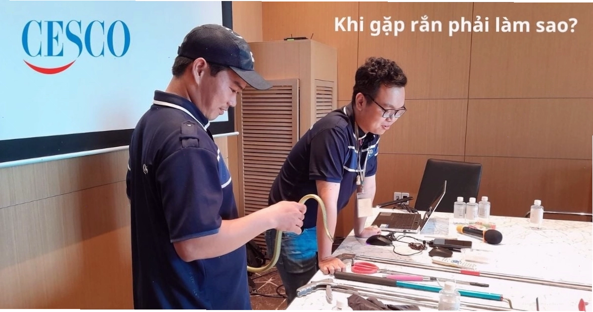 Hướng dẫn cách xử lý khi gặp rắn bò vào nhà