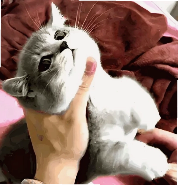Khoảnh khắc hài hước với meme bóp cổ