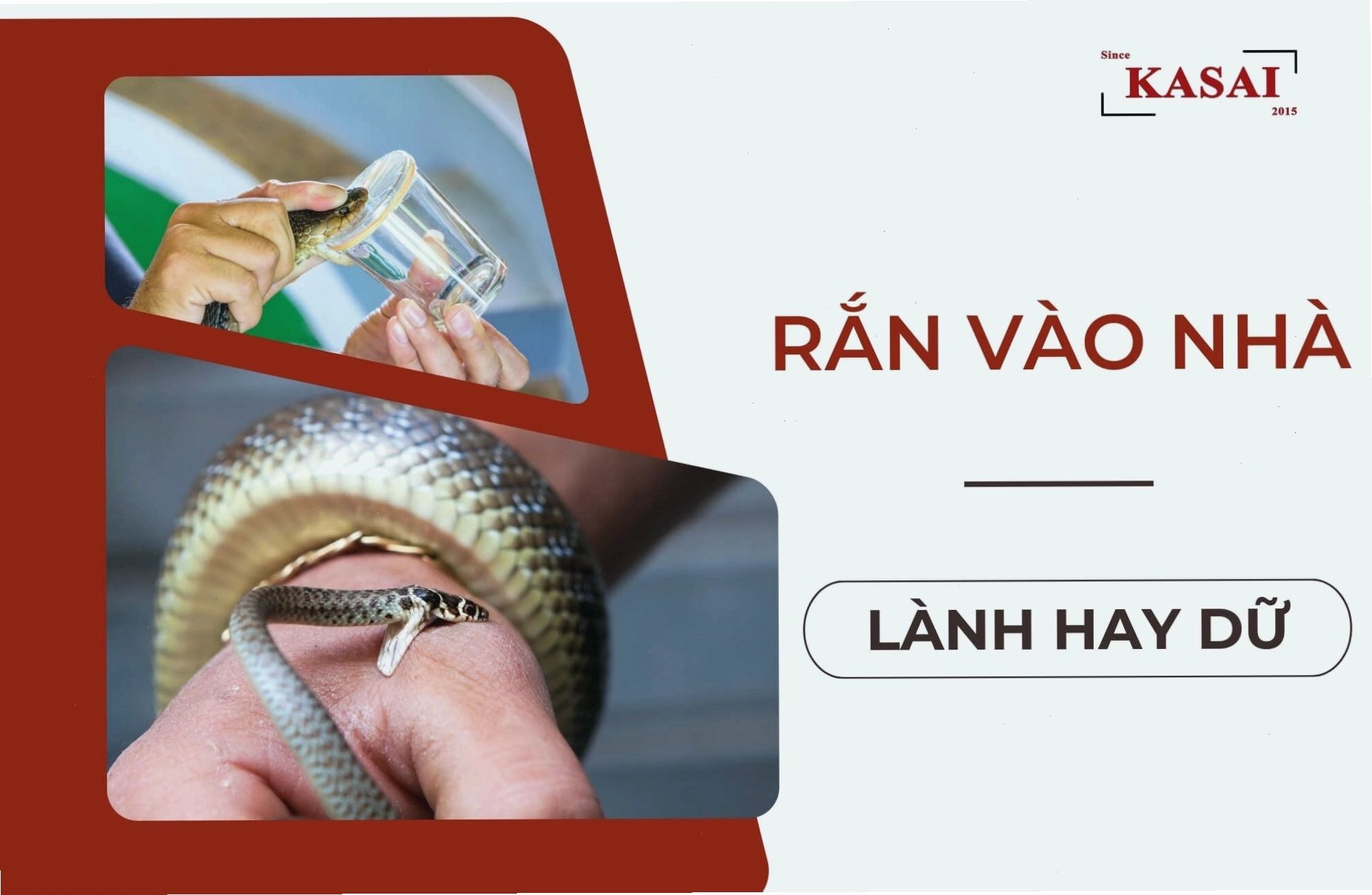 Lời khuyên khi mơ thấy rắn vào nhà