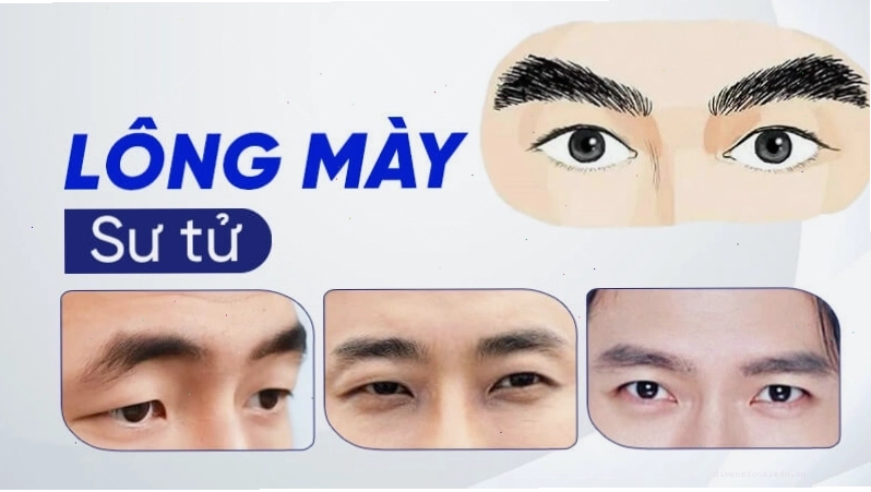 Lông mày Sư tử (Sư Tử Mi) biểu trưng cho uy quyền và khả năng lãnh đạo