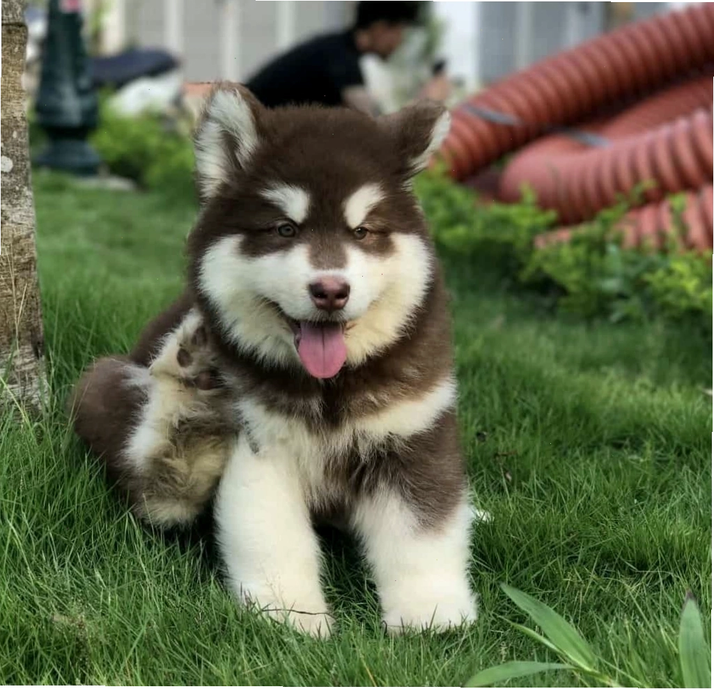 Lưu ý khi chọn mua chó Alaska tại các trại giống