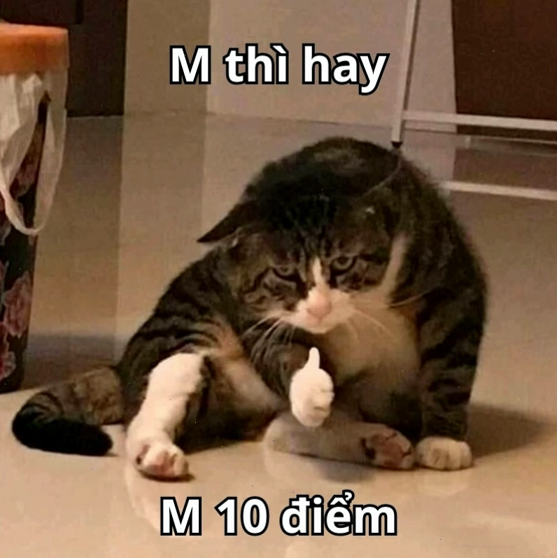 Meme 10 điểm về tình huống bất ngờ