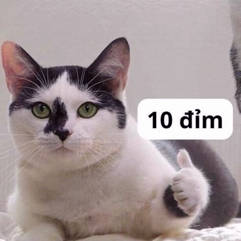 Meme biểu đạt sự hoàn hảo 10 điểm