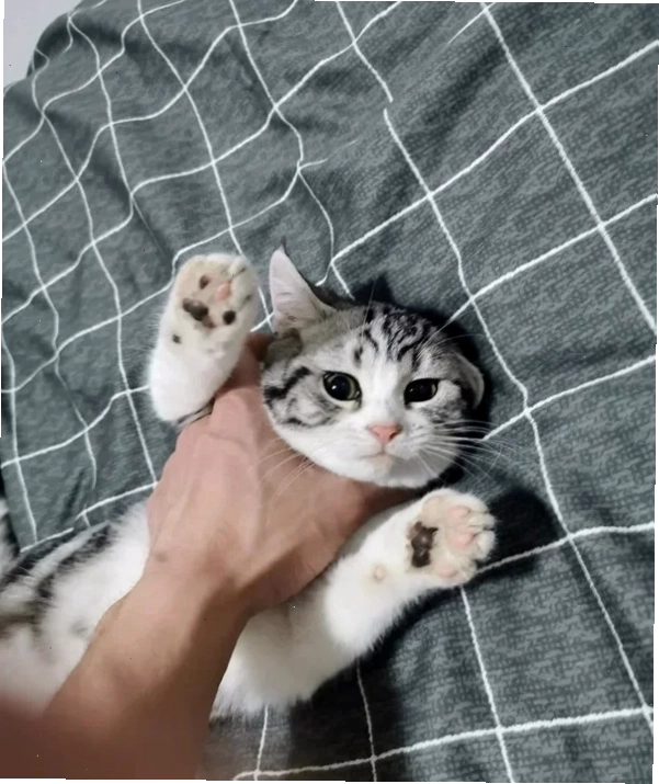 Meme bóp cổ lè lưỡi phiên bản vui nhộn