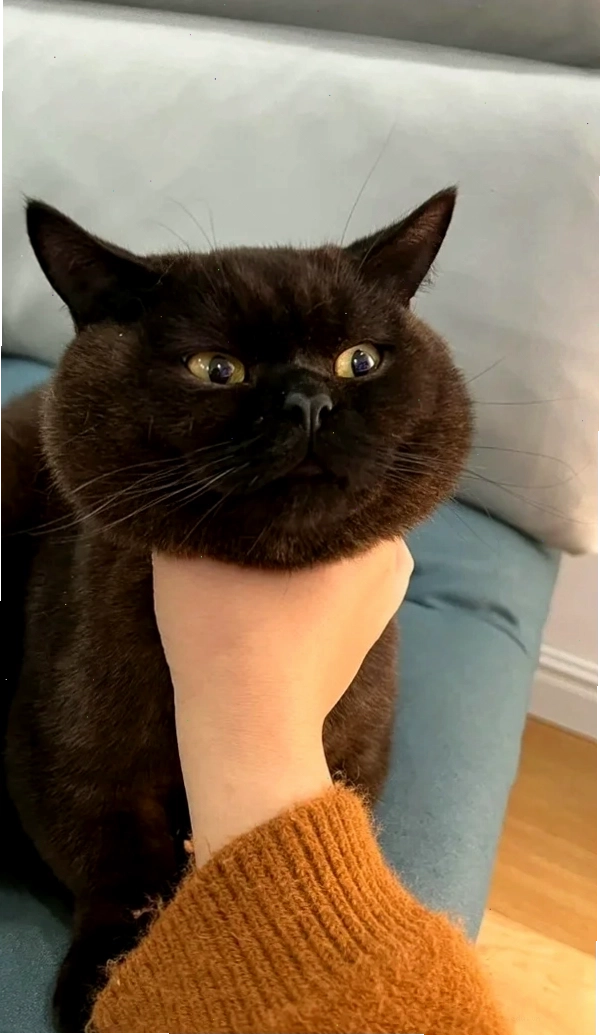 Meme bóp cổ vịt với biểu cảm tếu táo