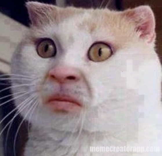 Meme chê phiên bản con mèo với ánh mắt khó chịu nhưng đáng yêu
