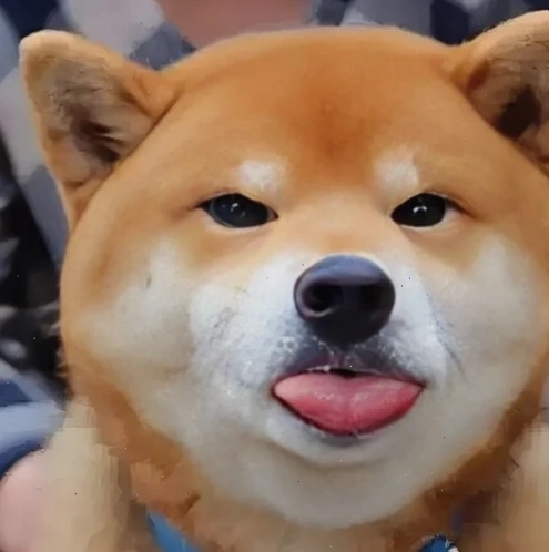 Meme Cheems được chế biến thành chúa hề
