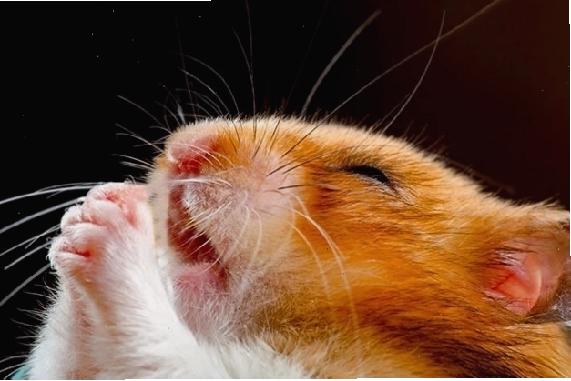 Meme chuột hamster cầu nguyện hài hước