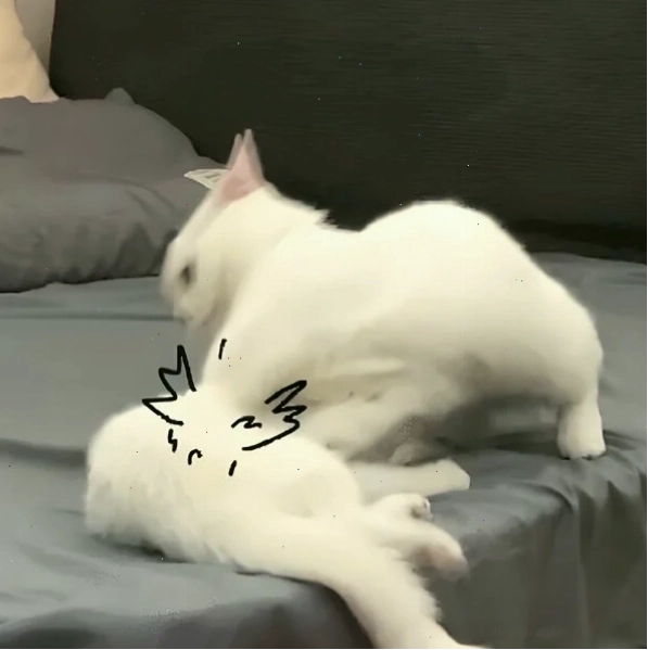 Meme đánh nhau với phong cách hoạt hình