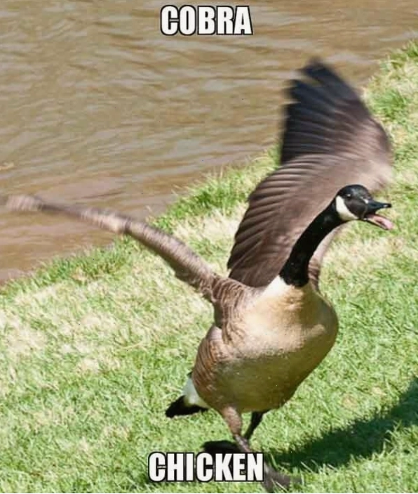 Meme gà với hình ảnh hài hước và độc đáo