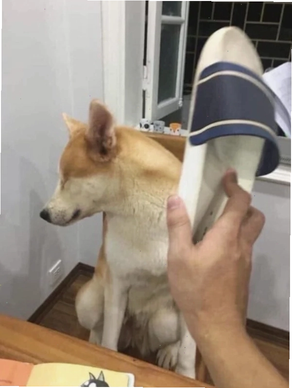 Meme hài hước về chú chó với biểu cảm như đang chuẩn bị đánh