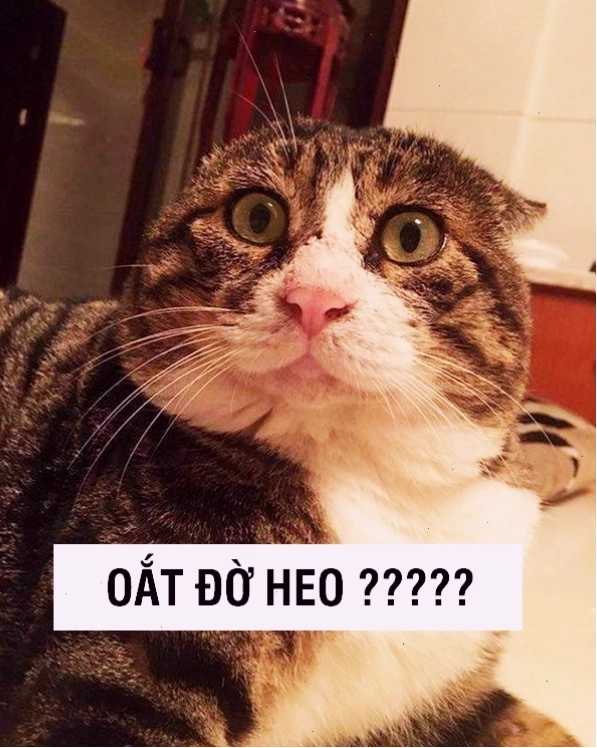 Meme mèo biểu cảm ngạc nhiên và hoảng hốt