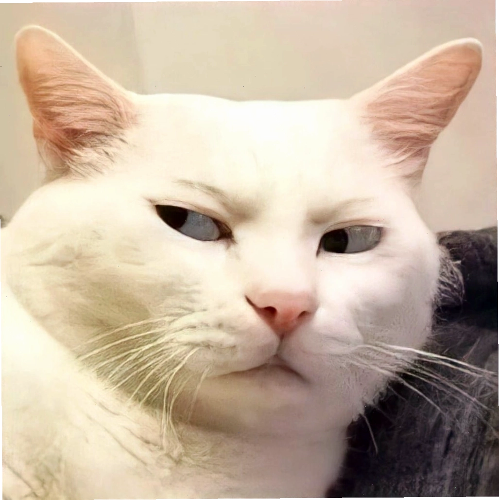 Meme mèo biểu cảm tròn xoe mắt đầy ngơ ngác