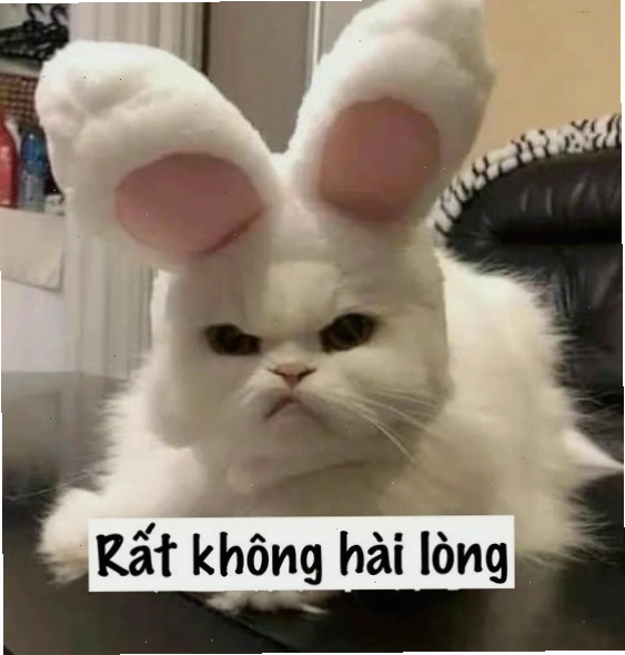 Meme mèo buồn buồn cười với điệu bộ 