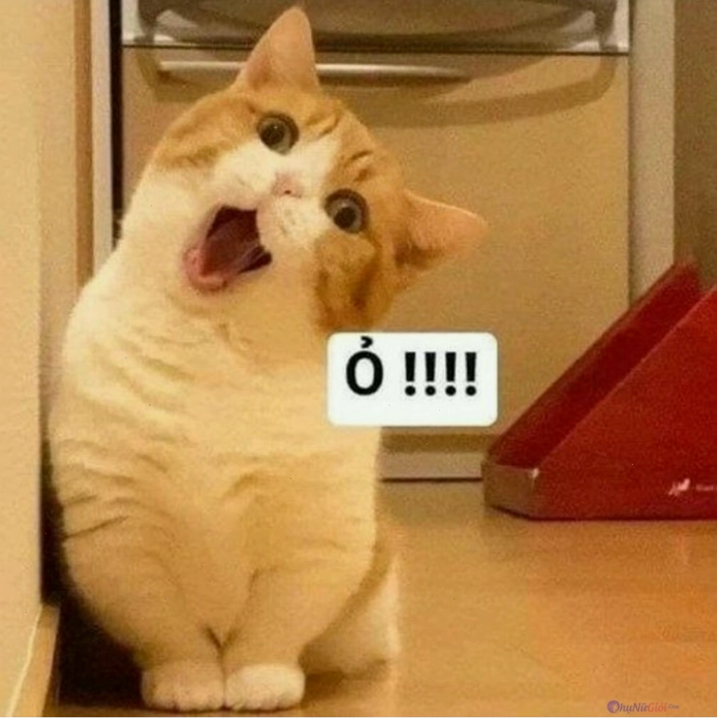 Meme mèo buồn cười thể hiện sự lém lỉnh