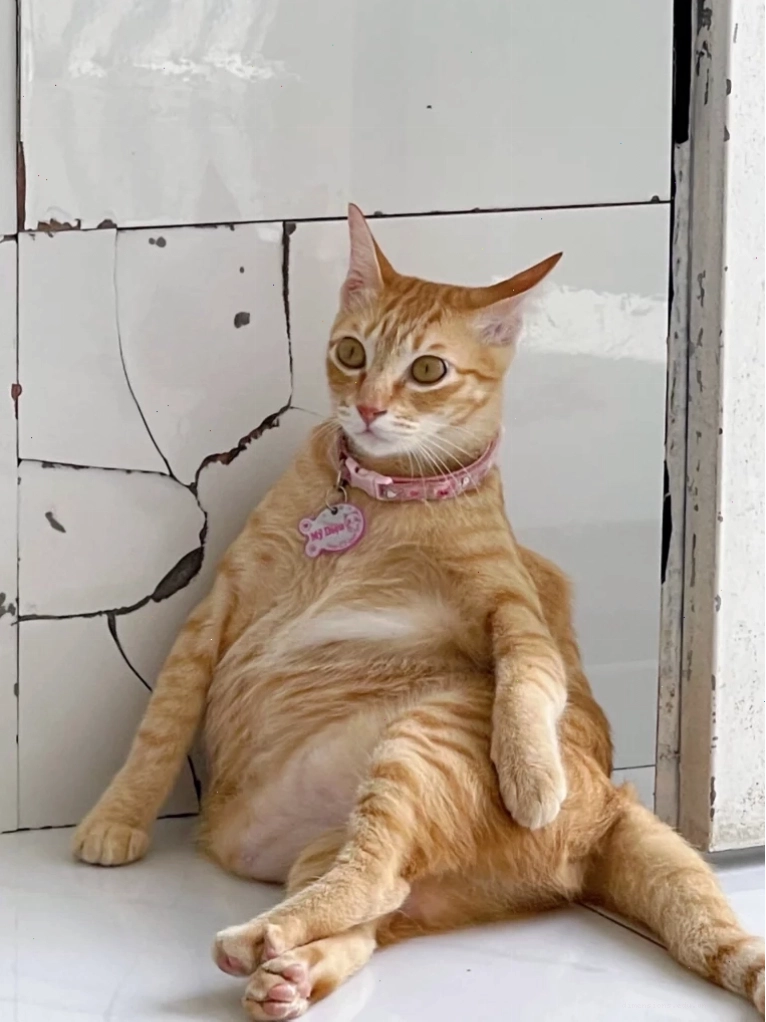 Meme mèo buồn cười thể hiện sự thất vọng