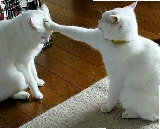 Meme mèo buồn cười với biểu cảm ngơ ngác đáng yêu