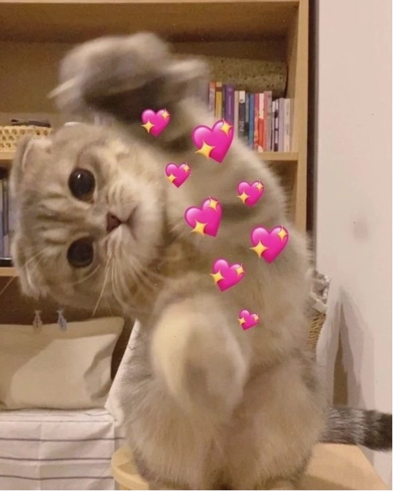 Meme mèo buồn cười với điệu bộ 