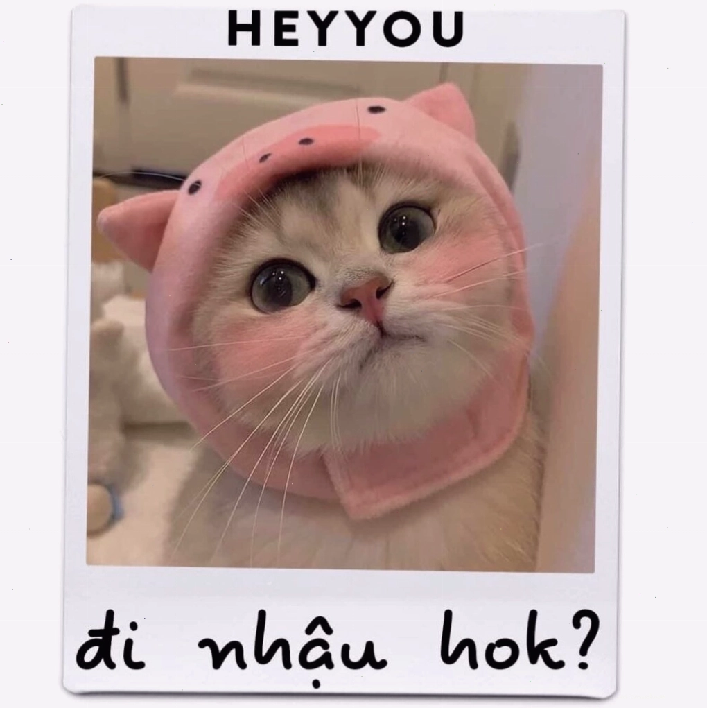 Meme mèo buồn cười với đôi mắt long lanh