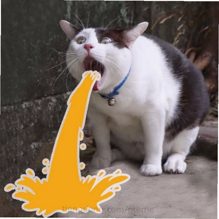 Meme mèo buồn với ánh mắt đầy suy tư