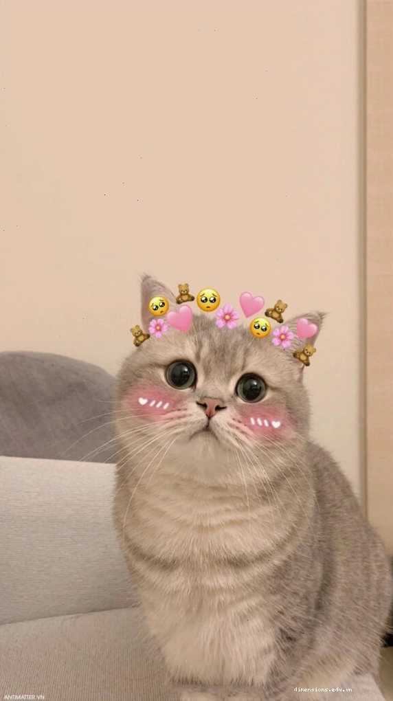 Meme mèo buồn với tư thế ngủ đáng yêu