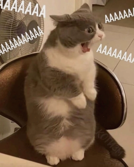 Meme mèo buồn với vẻ mặt 