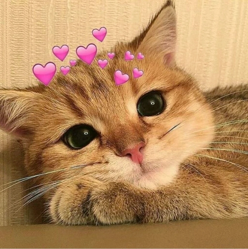 Meme mèo buồn với vẻ mặt 