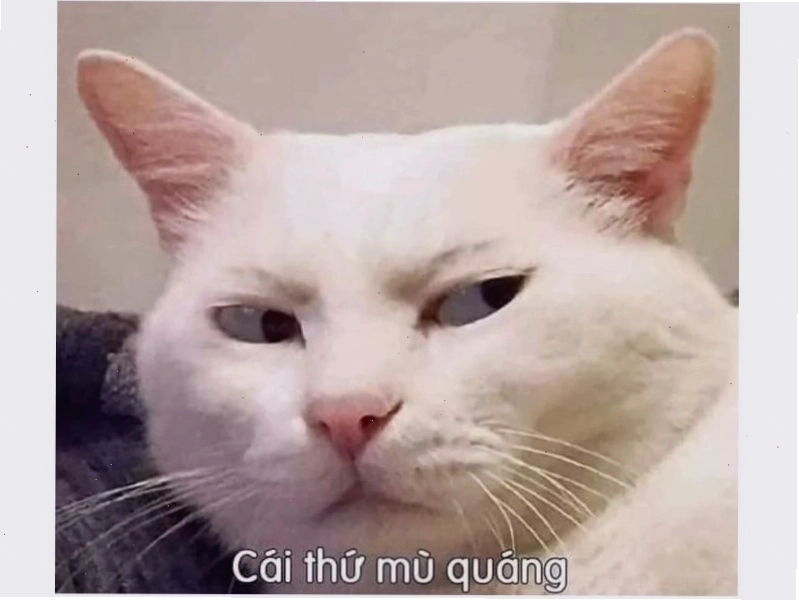 Meme mèo đang chăm chú nhìn thứ gì đó