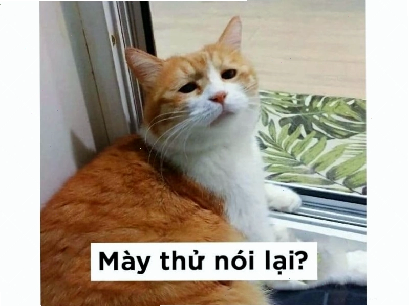 Meme mèo đang đòi hỏi
