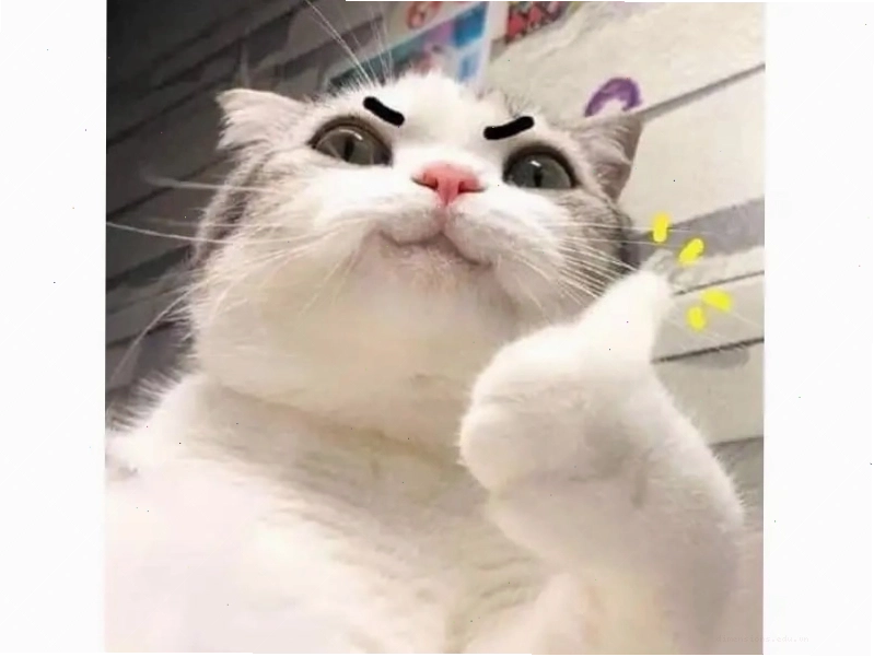 Meme mèo đang lim dim mắt ngủ